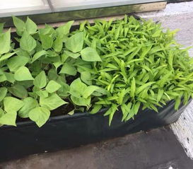 空油壶 纸杯能种菜 放几个窗台阳台上,种了3种菜,收获挺多的