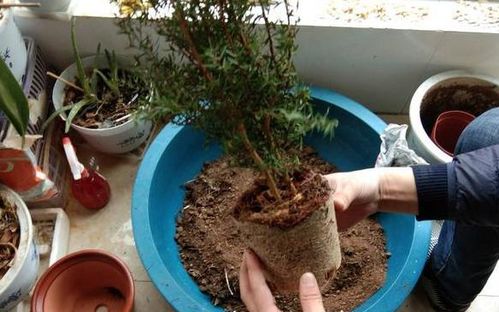 打算给花草换盆,却苦于没钱买营养土 不怕,用这些废料就够了