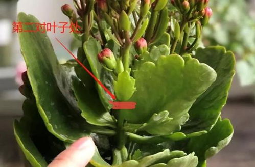 养花技巧 这花不是一次性,开完别扔,还能再养7 8年