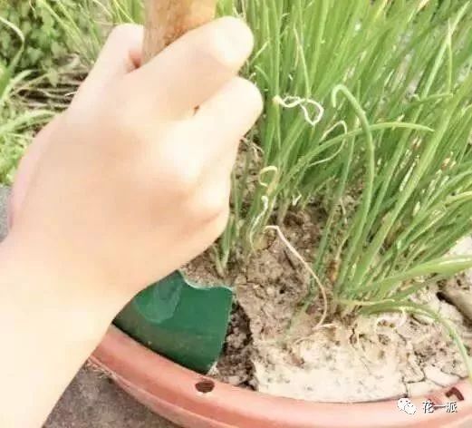 花一派 丨冬季盆土板结 别急 两步搞定......