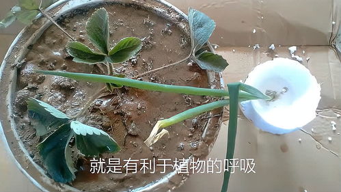 为什么把能水培又能土培的植物种在土里每天都浇很多水植物会涝死