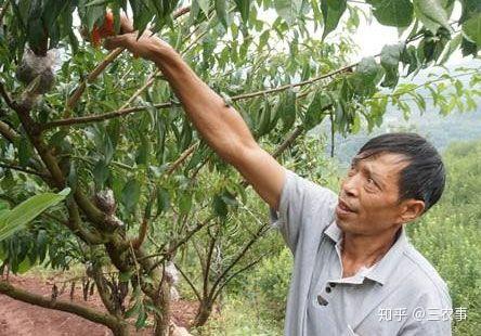 李子树的整形修剪技术要点有哪些