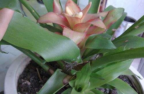 家里有小飞虫怎么办 怎样根除花盆里的小飞虫