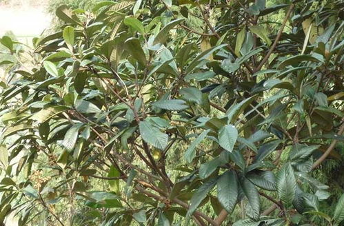 枇杷什么时候可以打膨大剂 枇杷膨大剂用哪家好 枇杷专用膨大素