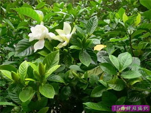 种花用什么土 教你制作种花营养土