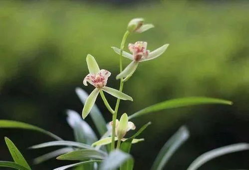 用什么水浇兰花最好 如何正确的浇水