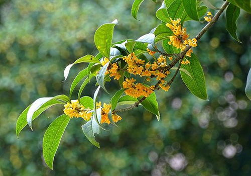 北方可以栽桂花树吗,成活后会开花吗