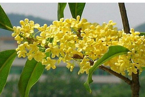 桂花树移栽后为什么掉叶子