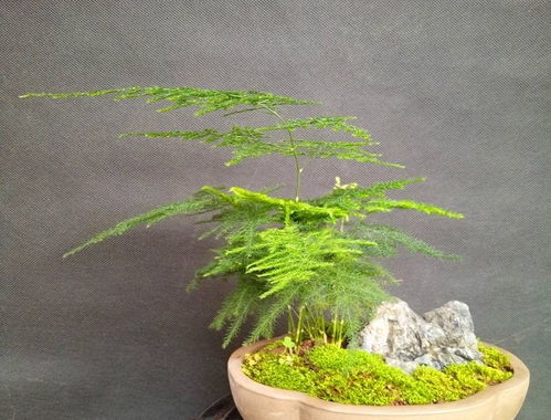 降温了,这5种花要搬入室内养,下次花期又盛开,很漂亮