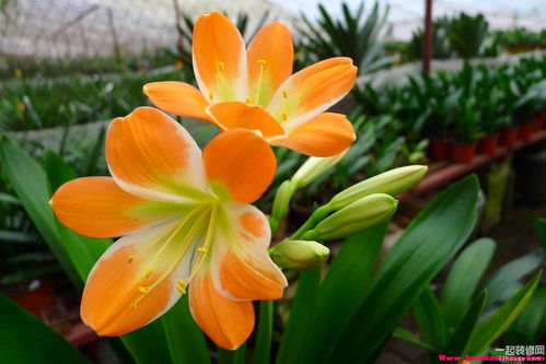 美丽花朵在居内 君子兰养殖方法