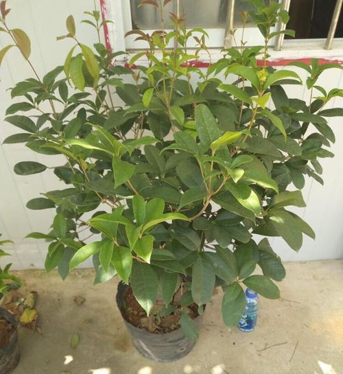 养盆栽桂花,有3个 技巧 ,开花更多,生长更快,花繁叶茂