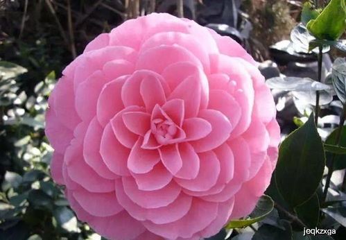 养花高手教你养茶花,盆里施点这个肥,花苞蹭蹭窜,开花挤满盆