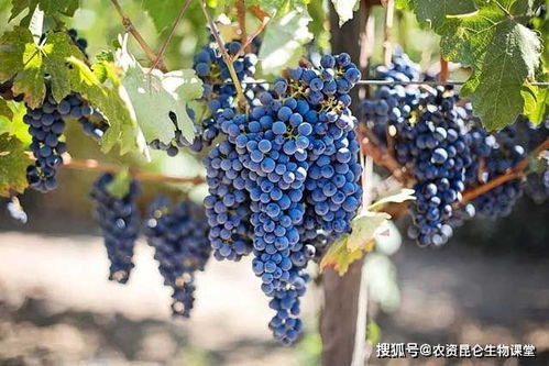 葡萄施什么肥料能转色 怎样让果实快速膨大 葡萄壮根膨果防晒用什么