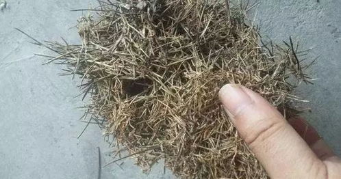 花盆里垫上这2样东西,连营养土都不用买,养花十年不烂根
