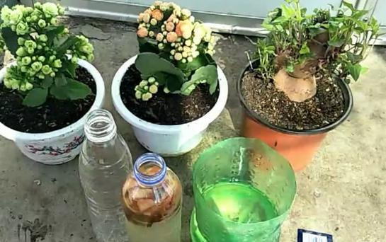 养花盆土硬邦邦,3种松软剂仅仅撒一把,花儿疯长猛开花