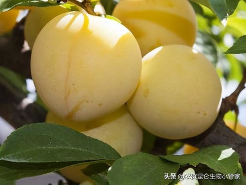 李子树什么时候施肥好 用什么肥能增产 李子加什么肥能增甜