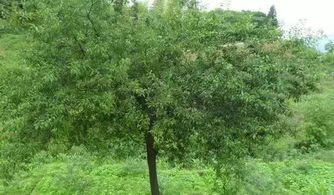 李子树科学种植及管理技术 如何正确栽培李子