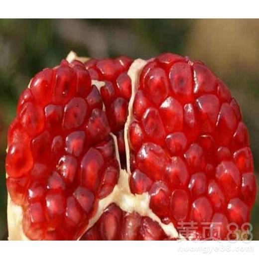 【河北2公分石榴树苗价格石榴苗多少钱一棵】- 黄页88网