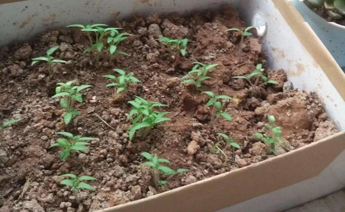 番茄种子催芽的几种方法