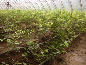 【地栽蓝莓苗价格是多少、新品种蓝莓苗】- 黄页88网