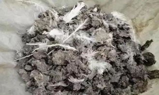 鸡粪 牛粪 猪粪 哪个粪肥最好