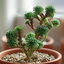 沁雪恩琪お qq298喜欢的宝贝杂志
