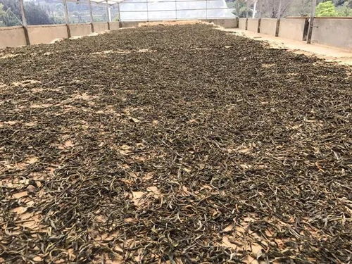 记者暗访茶叶市场,道出普洱茶背后不为人知的秘密