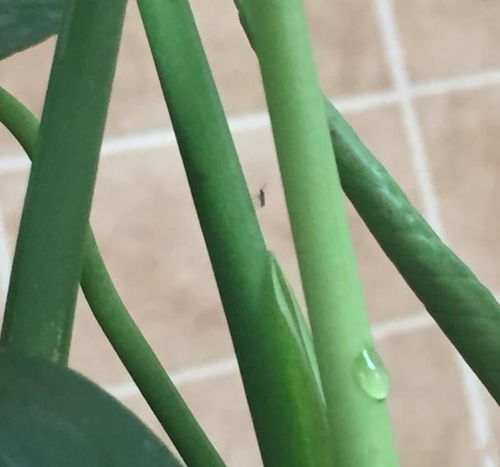 养花时有小黑飞,用上这6招,免受其扰