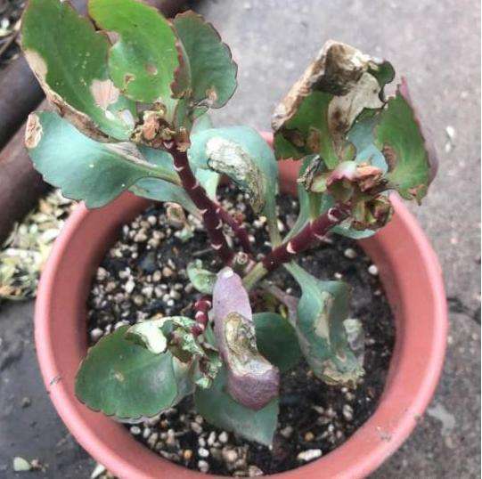 长寿花 烂根,换盆不管用,剪2刀才行
