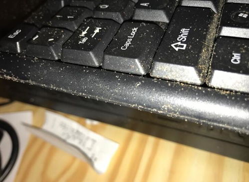 家具上尘虱是怎么样产生的,尘虱怎么彻底消灭