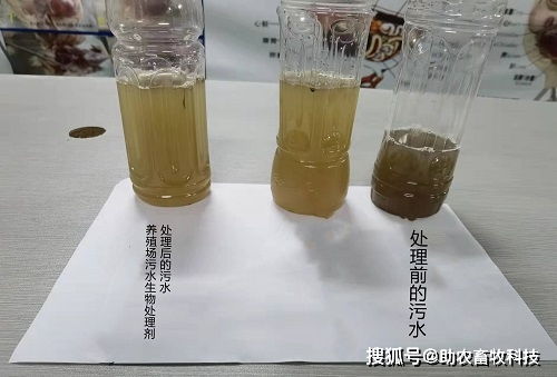 小型养殖户无法做三级沉淀池,如何解决单个储污池污水发臭发黑问题