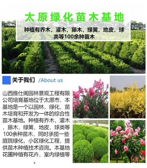 苗木批发 苗木 雅仕阁园林景观工程