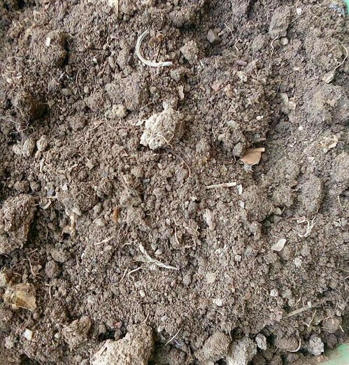 2种养花旧土不能再用,土质差,难改良,重新种花有害无利