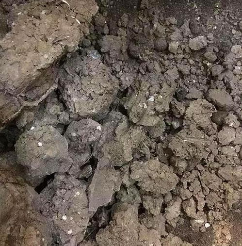 2种养花旧土不能再用,土质差,难改良,重新种花有害无利