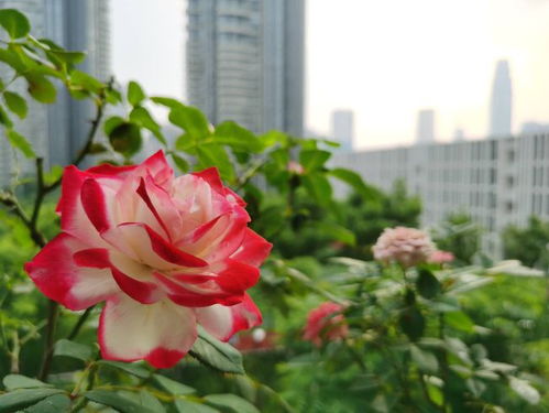 月季花品种大全,教你认识20种月季花 附带图片大全和种植方法