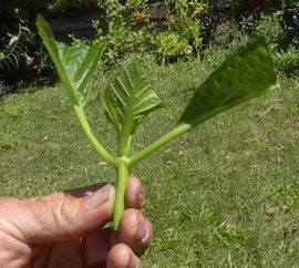 学会三种植物扦插法,以后可以到朋友家剪枝条培育新盆栽