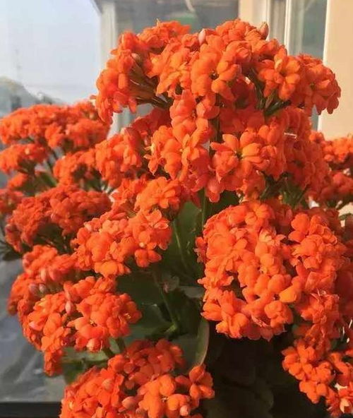 长寿花砍1刀,插在玉树上,不老化不烂根,花开满盆,神奇 开花
