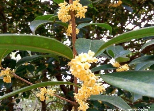 室内养护的盆栽桂花秋冬年年开花的4个秘诀,北方花友也适用