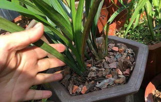 家里有小飞虫怎么办 怎样根除花盆里的小飞虫