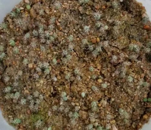 河沙才是养花万能土,家里的花,从不烂根 不黄叶