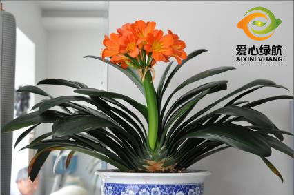 爱心绿航 君子兰烂叶子应对方法