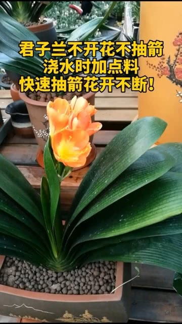 君子兰不开花不抽箭 这么做
