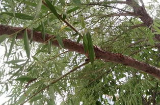 植物叶子发黄枯萎是不是缺什么肥料啊