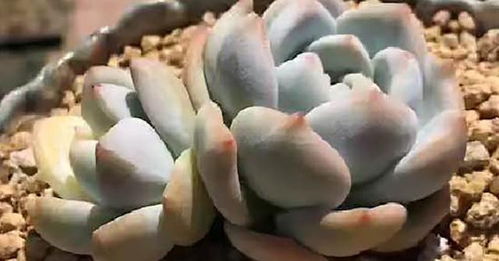 园土真的是多肉植物养护的禁忌吗 用好搭配园土也可以养好多肉