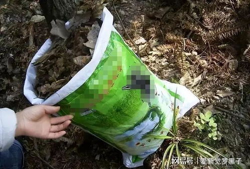 买回来的营养土怎么用