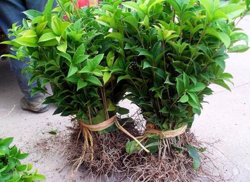 1根桂花枝,1张保鲜膜,扦插7天冒白根,0成本养桂花盆栽