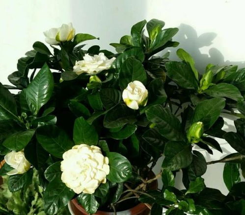 新手养花都被三种花坑过,虽然它们很漂亮,但是确实难养活