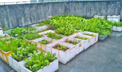 用泡沫箱种菜有毒吗 