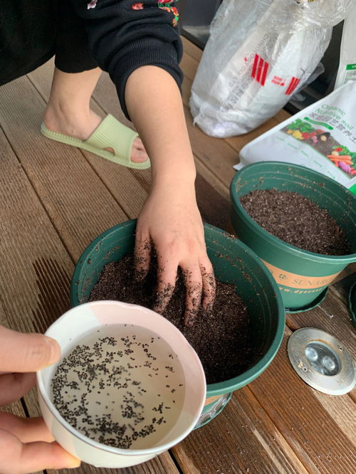 春天播种的季节 种薄荷