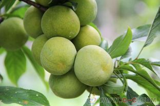 李子树苗 李子树何时开花